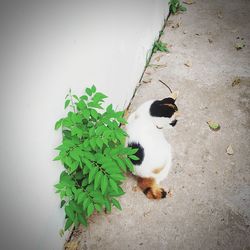 High angle view of cat on plant