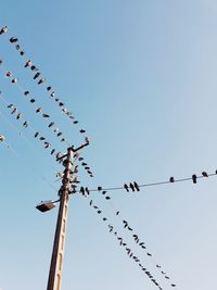 Low angle view of birds flying against clear sky