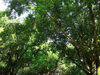 Low angle view of trees in forest