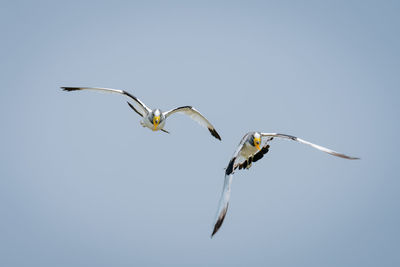 Low angle view of bird flying against clear sky