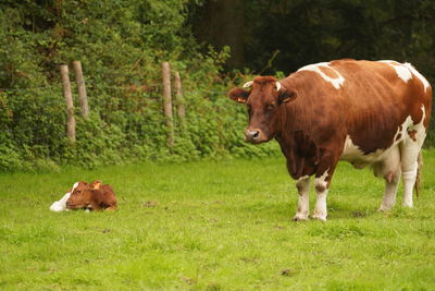 Cows in a field
