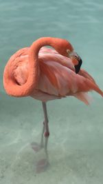 Close-up of flamingo on renaissance island in aruba 