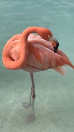 Close-up of flamingo in the sea on renaissance island in aruba 