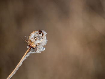 Close-up of insect