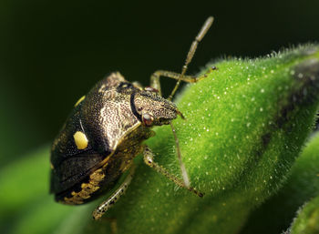 Close-up of insect