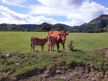 Free cows in family