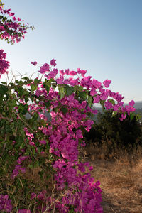 Close-up of pink flowering plants against clear sky