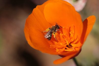 Close-up of insect on orange flower