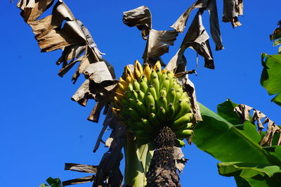 Low angle view of banana tree against clear blue sky