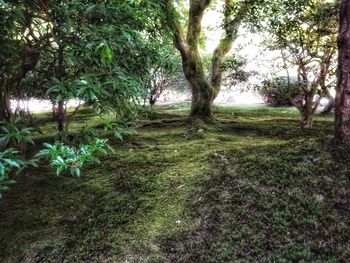 Trees on field in forest