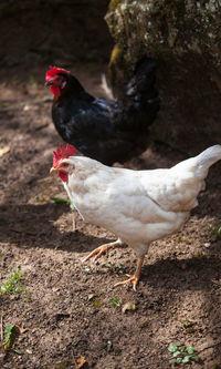 Close-up of rooster on field