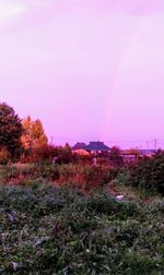 Scenic view of pink flowering plants on land against sky