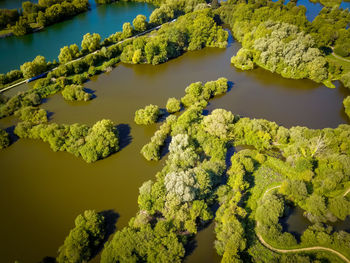 High angle view of plants