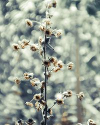 Close-up of wilted plant