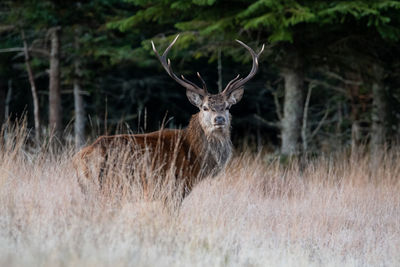 Deer in a field