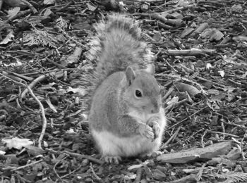 Close-up of sheep on field