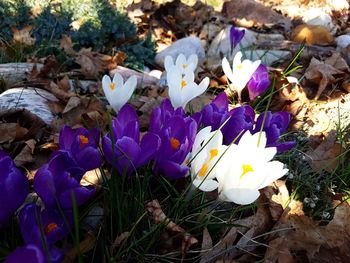 Close-up of purple crocus flowers on field