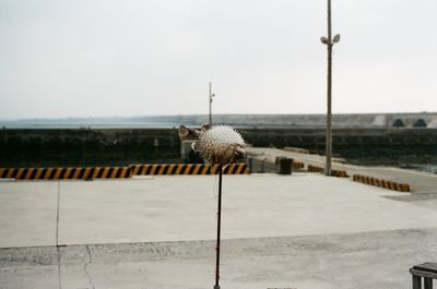 Bird perching on railing against sky