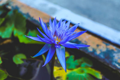 Close-up of purple flowering plant