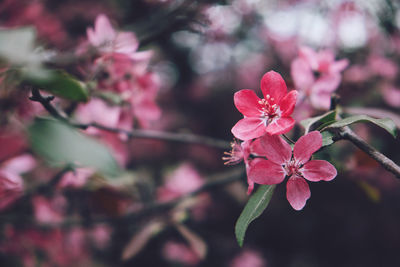 Close-up of pink cherry blossoms in spring