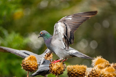 High angle view of birds feeding