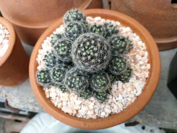 Cactus in a pot