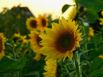 Close-up of yellow flowering plant on field