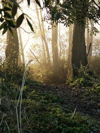 Trees growing in forest