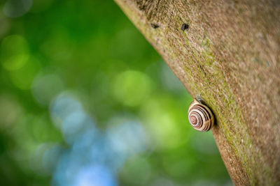 Close-up of snail on tree trunk