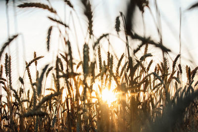Close-up of stalks in field against bright sun