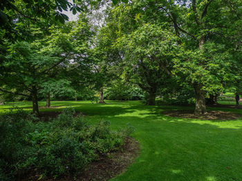 Trees in park