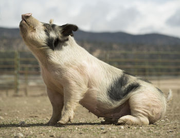 Close-up of pig