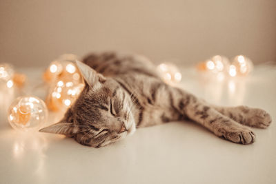 Close-up of cat