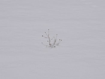 Flock of birds in winter