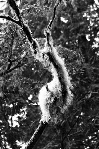 Low angle view of snow on tree