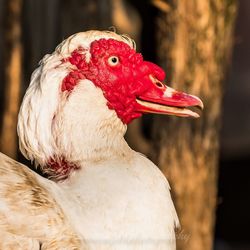 Close-up of a bird