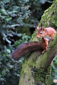 Squirrel on tree trunk