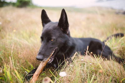 Black dog looking away on field