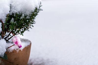 Close-up of plant during winter