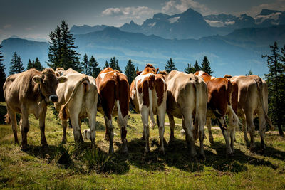 Cows standing in a field