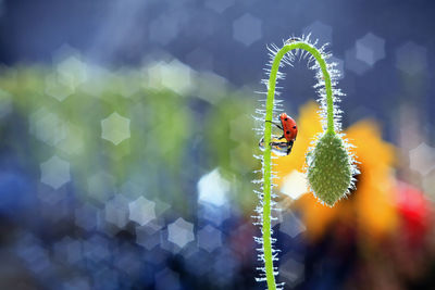 Close-up of ladybug on leaf