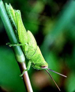 Close-up of insect on plant