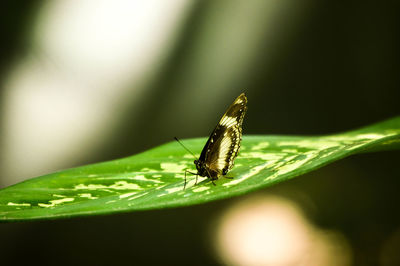 Close-up of insect on leaf