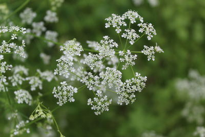 Close-up of white flowering cow parsley plant