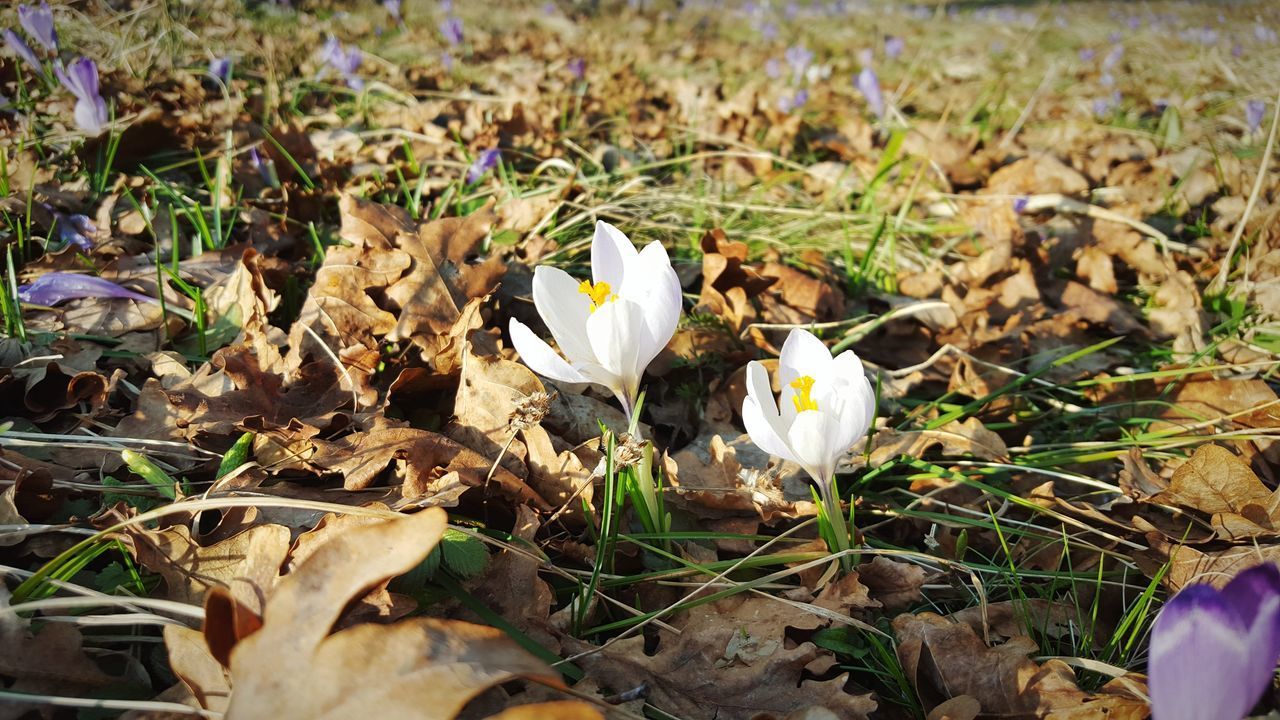 CLOSE-UP OF WHITE FLOWERING PLANTS ON LAND