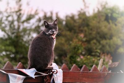 Close-up of cat against trees