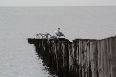 Seagull perching on wooden post by sea against sky