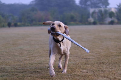 Dog running on field