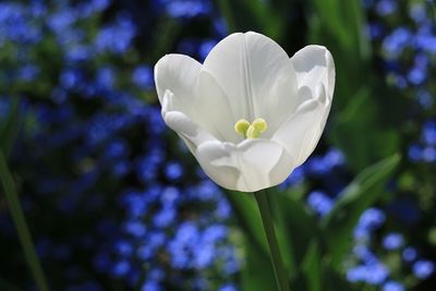 Close-up of white flowering plant