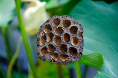 Close-up of bee on plant